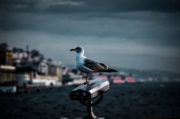 Seagull Solidity — Stock Photo, Image
