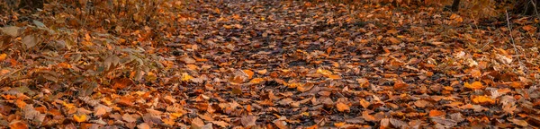 Herbst Banner Hintergrundbild — Stockfoto