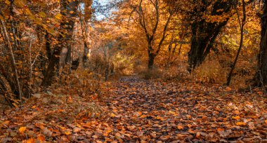 Sonbaharda orman pisti, Birleşik Krallık