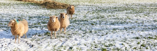 Juhok Csoportja Cotswolds Winter Snow England Egyesült Királyság — Stock Fotó