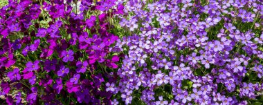 Campanula mor ve pembe çiçekleri - arkaplan pankart resmi 