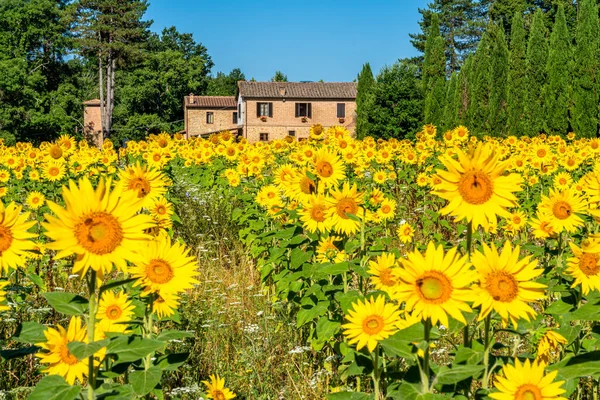 Beautiful Sunflower Field San Galgano Abbey Province Pisa Tuscany Italy — Stock Photo, Image