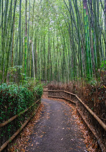 Vista Panorámica Famoso Arashiyama Bamboo Grove Kyoto Japón —  Fotos de Stock
