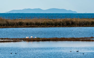 Tarquinia tuzundaki manzara doğal rezervi düzleştirir. Viterbo ili, Lazio, İtalya.