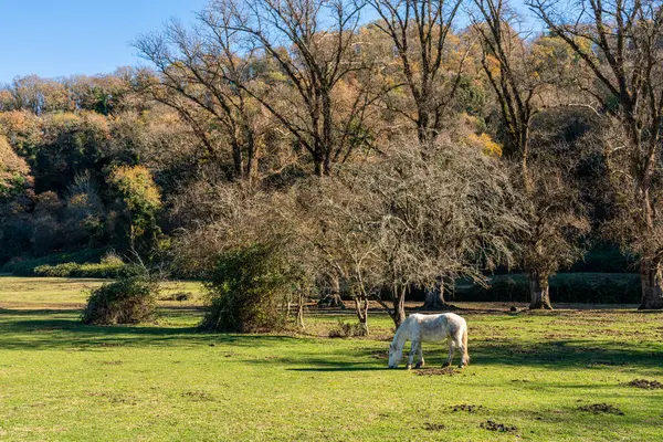 意大利拉齐奥 罗马省Formello附近的Veio区域公园美丽的风景 — 图库照片