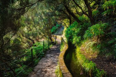 Yaz sezonunda Madeira 'da PR6 Levada das 25 Fontes' in güzel patikası. Portekiz.