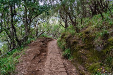 PR11 Levada dos Balcoes 'un güzel patikası Madeira' da sisli ve rüya gibi bir havada. Portekiz.