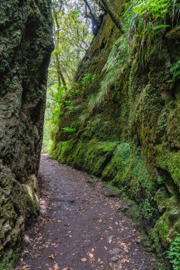 The beautiful trail PR11 Levada dos Balcoes in Madeira, Portugal. clipart