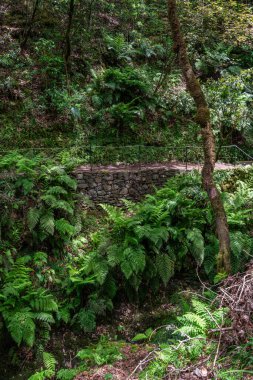 Güzel patika PR11 Levada dos Balcoes Madeira, Portekiz.