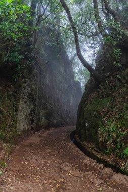 PR11 Levada dos Balcoes 'un güzel patikası Madeira' da sisli ve rüya gibi bir havada. Portekiz.