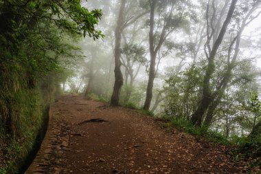 PR11 Levada dos Balcoes 'un güzel patikası Madeira' da sisli ve rüya gibi bir havada. Portekiz.