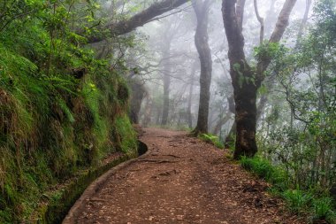 Güzel patika PR11 Levada dos Balcoes Madeira, Portekiz.