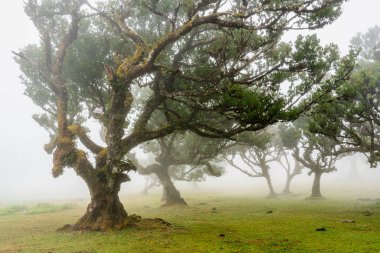 Portekiz 'in Madeira adasındaki Fanal ormanında manzara sisli..