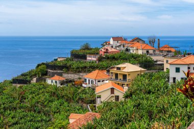 Madeira Adası 'nın arka planında muz ağaçları ve okyanus olan manzaralı panoramik manzarası, Portekiz.