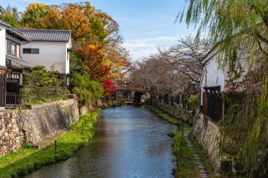 Scenic sight of Hachiman-bori canal in Omihachiman during fall season. Kansai region, Shiga Prefecture, Japan.