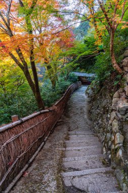 Daihikaku Senkoji Tapınağı 'nın ünlü Arashiyama Ormanı' nda sonbahar mevsiminde. Kyoto, Japonya.