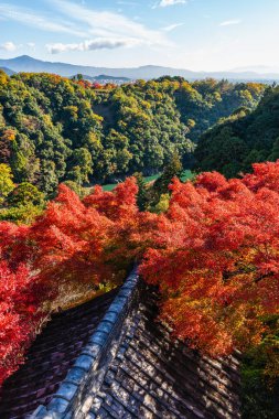 Daihikaku Senkoji Tapınağı 'nın ünlü Arashiyama Ormanı' nda sonbahar mevsiminde. Kyoto, Japonya.