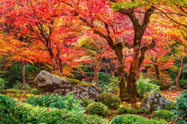 Kyoto, Sakyo, Japonya 'da sonbahar sezonu boyunca muhteşem Enko-ji Tapınağı..