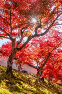 Kyoto, Sakyo, Japonya 'da sonbahar sezonu boyunca güzel Manshu-in Tapınağı..