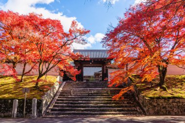 Kyoto, Sakyo, Japonya 'da sonbahar sezonu boyunca güzel Manshu-in Tapınağı..