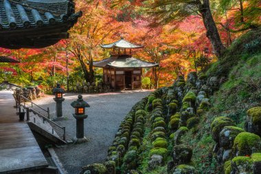 Kyoto, Ukyo, Japonya 'da sonbahar sezonu boyunca muhteşem Otagi Nenbutsu-ji Tapınağı.