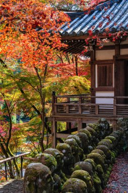 Kyoto, Ukyo, Japonya 'da sonbahar sezonu boyunca muhteşem Otagi Nenbutsu-ji Tapınağı.