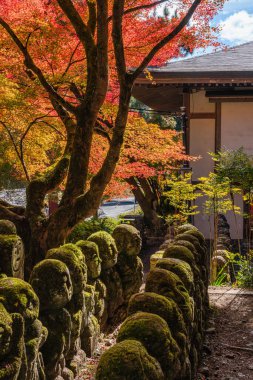 Kyoto, Ukyo, Japonya 'da sonbahar sezonu boyunca muhteşem Otagi Nenbutsu-ji Tapınağı.