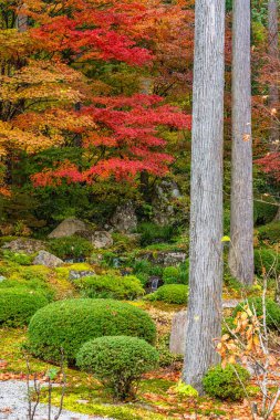 Sonbahar sezonunda Ohara 'daki güzel Sanzen-in Tapınağı. Kyoto, Japonya.
