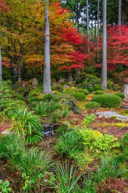 Sonbahar sezonunda Ohara 'daki güzel Sanzen-in Tapınağı. Kyoto, Japonya.