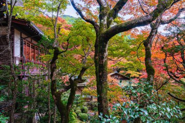 Sonbahar sezonunda Ohara 'daki güzel Jakko-in Tapınağı. Kyoto, Japonya.