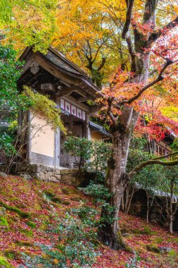 Sonbahar sezonunda Ohara 'daki güzel Jakko-in Tapınağı. Kyoto, Japonya.