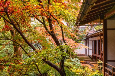 Sonbahar sezonunda Ohara 'daki güzel Sanzen-in Tapınağı. Kyoto, Japonya.