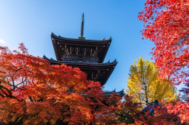 Güzel Shinsho Gokurakuji Tapınağı sonbahar mevsiminde güneşli bir sabahta, Japonya 'nın Kyoto kentinde..