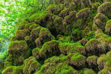 Güzel Cascate di Rioscuro (Rioscuro Şelaleleri), Cineto Romano yakınlarında, Roma, Lazio, İtalya.