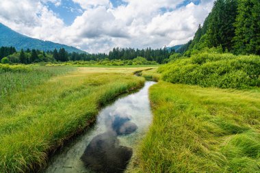 Slovenya 'nın Kranjska Gora kenti yakınlarındaki Zelenci Springs' te Idyllic manzara.