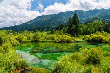 Slovenya 'nın Kranjska Gora kenti yakınlarındaki Zelenci Springs' te Idyllic manzara.