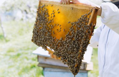 Arıcı elinde arılarla bir bal hücresi tutuyor. Apiculture. Apiary. Bal peteği üzerinde çalışan arılar. Arılar taraklar üzerinde çalışır. bal ve arılar yakın plan.