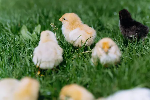 Little Hatched Chicks Walk Grass — Stock Photo, Image