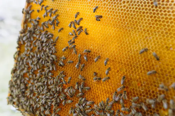 養蜂場のミツバチの閉鎖 選択的焦点 コピースペース — ストック写真