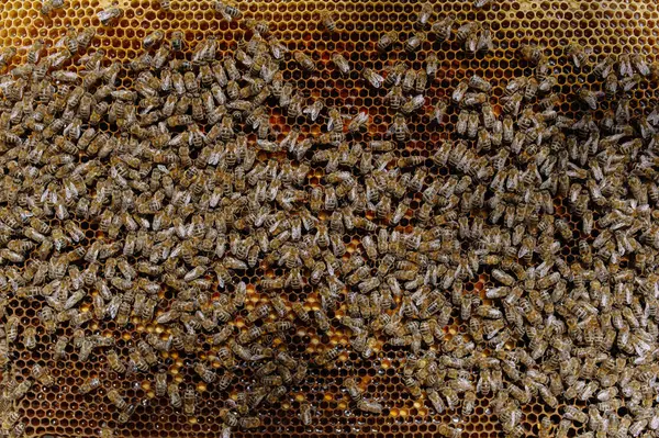 Detailní Záběr Včel Včelích Plástech Včelíně Selektivní Zaměření Kopírovací Prostor — Stock fotografie