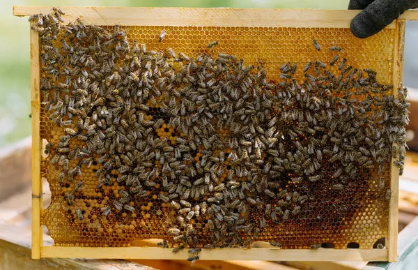 Včelař Drží Rám Včelami Včelařství Pod Širým Nebem — Stock fotografie
