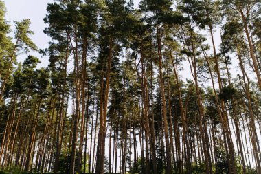 Çam ormanında akşam güneşi