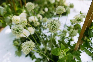 Çiçek aranjmanı, yakın plan süslemeler. Düğün tasarımı