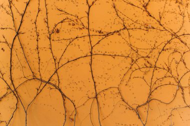 Sarı sıva duvarına yayılan çıplak sarmaşık bitkisi. Kuru bir bitki eski duvarın arka planına doğru dönüyor. Bir ağacın, bir bitkinin sarmakta olduğu sarı bir duvarın dokusu