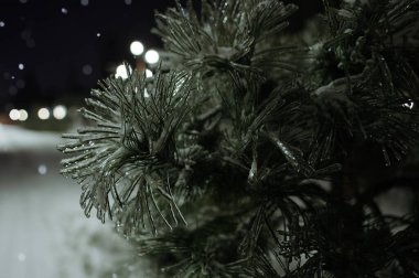 Sakin bir kış sahnesinde buzlu çam dalları gece lambası altında parlıyor. Kar taneleri nazikçe düşer ve yumuşak bokeh efektleriyle dolu kış manzarasına sükunet ekler..