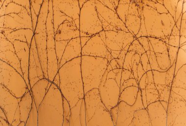 Sarmaşıklar canlı bir zemin üzerinde birbirine dolanır çarpıcı desenler yaratır. Sürünen bir bitki ile sarı bir duvar dokusu. Duvar dokusu