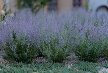 Canlı lavanta bitkileri bahçeyi mor renklerle doldurarak, sakin bir kaçış yaratıyor. Yoğun yeşil yapraklar, rahatlatıcı lavanta tonlarıyla çok güzel tezat oluşturuyor..