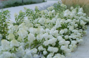 Bereketli beyaz ortancalar, sakin bir bahçe atmosferi yaratır. Yol canlı çiçeklerle çevrili, manzara tasarımını geliştiriyor..