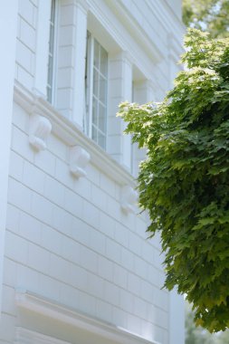 Süslü detayları olan parlak beyaz bir bina canlı yeşil bir ağacın yanında duruyor. Güneş ışığı yaprakların arasından süzülerek mimari tasarımın etrafında sakin bir atmosfer yaratır..