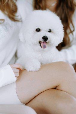 Sevimli beyaz bir köpek bir insanla sıcak bir anın tadını çıkarır, sıcaklık ve şefkat saçar. Tüylü arkadaş neşe katar, evcil hayvanlarla sahipleri arasında hoş bir bağ olduğunu gösterir..